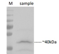 C-YFP | C-terminal of YFP in the group Tag Antibodies / GFP/EGFP/BFP/CFP/YFP/RFP at Agrisera AB (Antibodies for research) (AS11 1775)